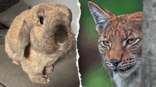 Pedido de zoológico para que presentes de animais de estimação sejam alimentados com animais predadores

