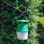 Pendure na caixa em agosto, e uma mariposa de boxwood vai parar de comer arbustos. Este é um truque simples e extremamente eficaz