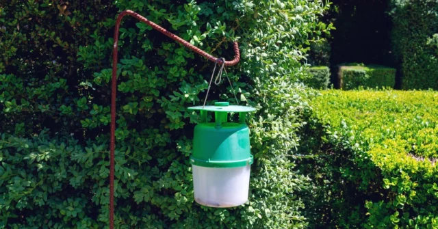 Pendure na caixa em agosto, e uma mariposa de boxwood vai parar de comer arbustos. Este é um truque simples e extremamente eficaz

