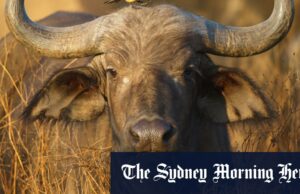 ‘Peste Negra’: nós, caçador de grandes jogos, morto por Buffalo e direcionamento Watkins era um executivo imobiliário especificamente em fazendas e propriedades recreativas.