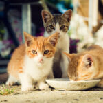 Pet Cam conta outra história: o proprietário achou que os gatos estavam seguros com a babá, mas então a câmera de estimação contou uma história diferente