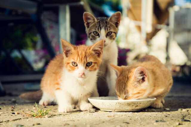 Pet Cam conta outra história: o proprietário achou que os gatos estavam seguros com a babá, mas então a câmera de estimação contou uma história diferente



