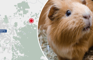 Prisioneiros de Perth acusados de comer porquinhos -da -índia de um abrigo de animais WA Serviços Corretivos Commissariis Brad Royce.