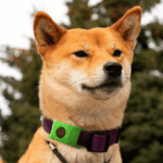 Proteja seu filhote naturalmente usando as pulgas e pingentes da Furlife