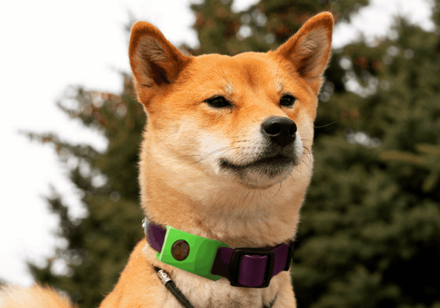 Proteja seu filhote naturalmente usando as pulgas e pingentes da Furlife 

