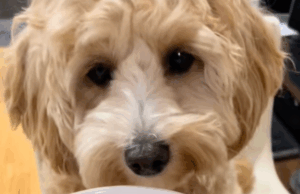 Que o proprietário do proprietário “para jantar viral viral, folhas atordoadas Que o proprietário do proprietário "para jantar viral viral, folhas atordoadas