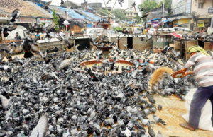 Quem cuida de Mumbaikars! Quem cuida de Mumbaikars!