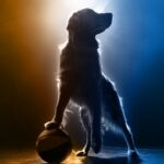 Quem será o próximo surto de ar? A busca nacional por uma estrela do Golden Retriever começa