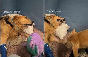 Retriever Golden passa os dias na visita do irmão judeu Retriever Golden passa os dias na visita do irmão judeu