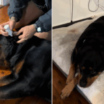 Rottweiler é raposa sobre o ouvido do irmão - lágrimas com o que acontece a seguir