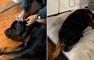 Rottweiler é raposa sobre o ouvido do irmão – lágrimas com o que acontece a seguir Rottweiler é raposa sobre o ouvido do irmão - lágrimas com o que acontece a seguir