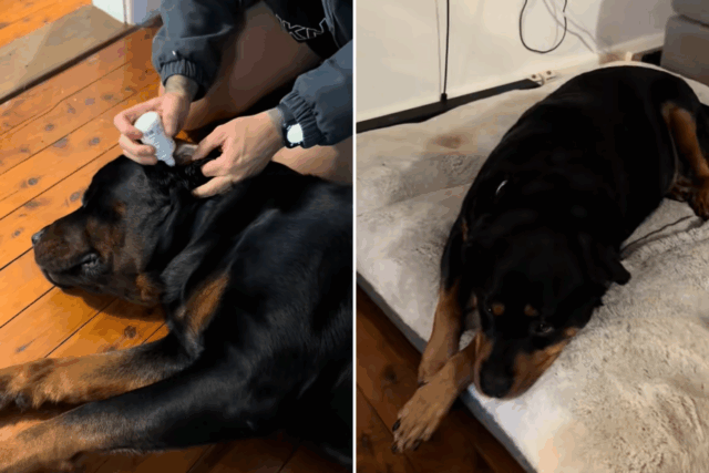 Rottweiler é raposa sobre o ouvido do irmão - lágrimas com o que acontece a seguir

