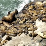 Seababy morde uma menina de 9 anos enquanto ela estava perto de Monterey