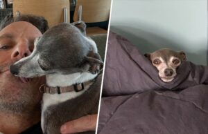 Seth Meyers Dog Frisbee morreu: “Obrigado pelos 14 anos incríveis, garota” Seth Meyers Dog Frisbee morreu: "Obrigado pelos 14 anos incríveis, garota"