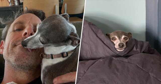 Seth Meyers Dog Frisbee morreu: "Obrigado pelos 14 anos incríveis, garota"



