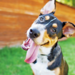 Seu cachorro sabe o que você pensa, diz um novo estudo