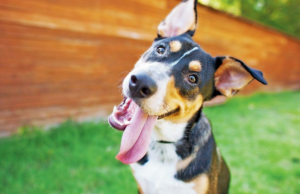 Seu cachorro sabe o que você pensa, diz um novo estudo Seu cachorro sabe o que você pensa, diz um novo estudo