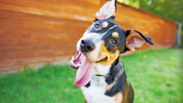 Seu cachorro sabe o que você pensa, diz um novo estudo

