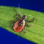 Arquivo - Esta foto sem data dos Centros dos EUA para o controle e prevenção de doenças mostra um carrapato preto, que também é conhecido como lodo de veado. Outro inverno suave e outros fatores favoráveis provavelmente significam que a população de carrapatos de 2024 será no ano passado ou maior, dizem alguns pesquisadores. (CDC sobre AP, arquivo)