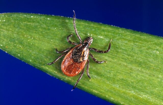 Arquivo - Esta foto sem data dos Centros dos EUA para o controle e prevenção de doenças mostra um carrapato preto, que também é conhecido como lodo de veado. Outro inverno suave e outros fatores favoráveis provavelmente significam que a população de carrapatos de 2024 será no ano passado ou maior, dizem alguns pesquisadores. (CDC sobre AP, arquivo)