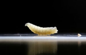 Talvez você tenha ouvido falar da minhola de comando de carne. Você não deve estar com medo. Talvez você tenha ouvido falar da minhola de comando de carne. Você não deve estar com medo.