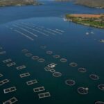 Tarifas de Trump afogar a indústria de peixes do Brasil
