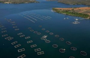 Tarifas de Trump afogar a indústria de peixes do Brasil Tarifas de Trump afogar a indústria de peixes do Brasil