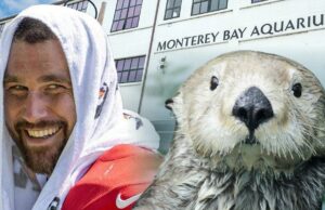 Travis Kelce oferece o famoso mar de aquário depois de amar a lontra marítima Travis Kelce e Otters Sea Hetty 1