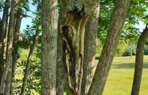 Três áreas em PEI estão sendo atacadas por um fungo da árvore de butternut que é mortal. Um homem fica na frente de algumas árvores.