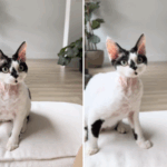 Um homem leva para casa um gato de abrigo, mas ele percebe uma semana depois que 'realmente adotou cachorro'