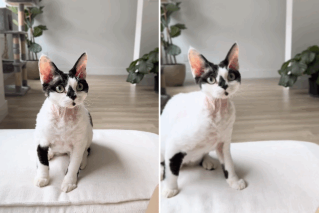 Um homem leva para casa um gato de abrigo, mas ele percebe uma semana depois que 'realmente adotou cachorro'



