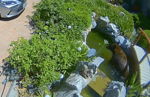 Um homem revela que ele recebe uma visita de um urso com uma coisa em sua mente Um homem revela que ele recebe uma visita de um urso com uma coisa em sua mente