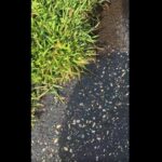 Uma mulher caminha em Minnesota e fica chocada com o que encontra: "O que está acontecendo?"