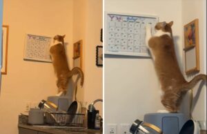 Uma mulher organizada faz planos para o mês, então o gato estendeu sua programação Uma mulher organizada faz planos para o mês, então o gato estendeu sua programação