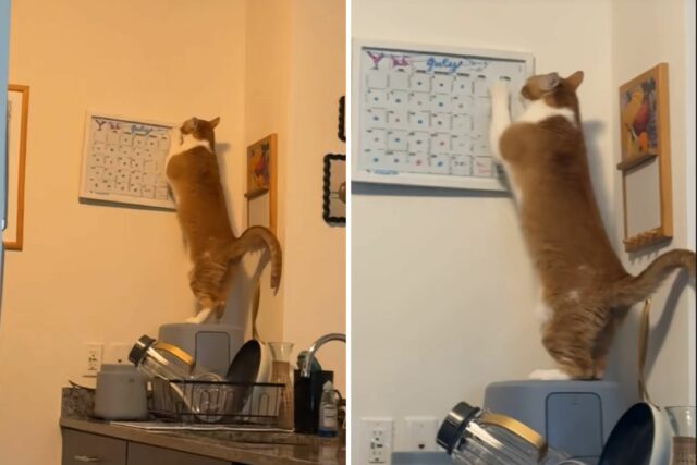 Uma mulher organizada faz planos para o mês, então o gato estendeu sua programação

