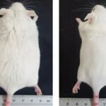 Estudo aponta que uma molécula sintética ajuda a reduzir a gordura visceral e melhorar o sono