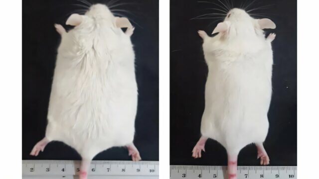 Estudo aponta que uma molécula sintética ajuda a reduzir a gordura visceral e melhorar o sono
