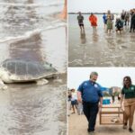 Uma tartaruga marinha ameaçada chamada Elton liberada de volta ao Atlântico de NYC Beach