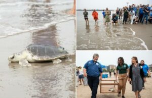 Uma tartaruga marinha ameaçada chamada Elton liberada de volta ao Atlântico de NYC Beach Uma tartaruga marinha ameaçada chamada Elton liberada de volta ao Atlântico de NYC Beach
