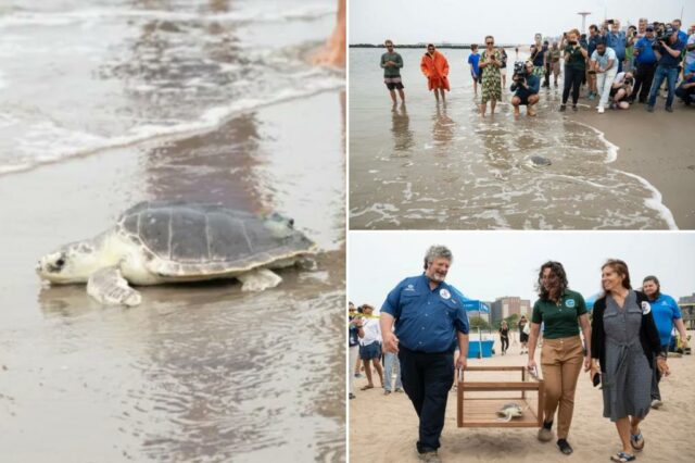 Uma tartaruga marinha ameaçada chamada Elton liberada de volta ao Atlântico de NYC Beach


