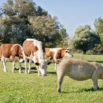 Você conhece provérbios poloneses com animais? Um teste pesado para erudita, mas menos de 80 %. Dano!