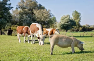 Você conhece provérbios poloneses com animais? Um teste pesado para erudita, mas menos de 80 %. Dano! Você conhece provérbios poloneses com animais? Um teste pesado para erudita, mas menos de 80 %. Dano!