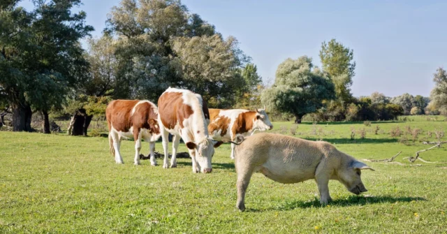 Você conhece provérbios poloneses com animais? Um teste pesado para erudita, mas menos de 80 %. Dano!

