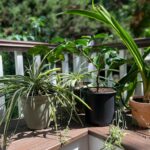 Você pode fazer o seguinte no final do verão na área da baía para o seu jardim