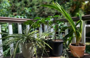 Você pode fazer o seguinte no final do verão na área da baía para o seu jardim Você pode fazer o seguinte no final do verão na área da baía para o seu jardim