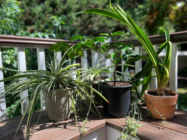 Você pode fazer o seguinte no final do verão na área da baía para o seu jardim

