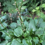 Você precisa cortar funis e guindastes após a floração?