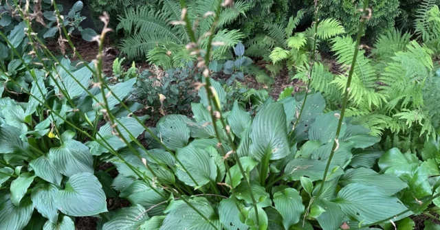 Você precisa cortar funis e guindastes após a floração?

