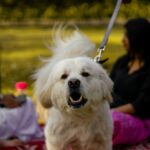 Você tem um cachorro reativo? Aqui você pode descobrir como você pode ajudá -lo