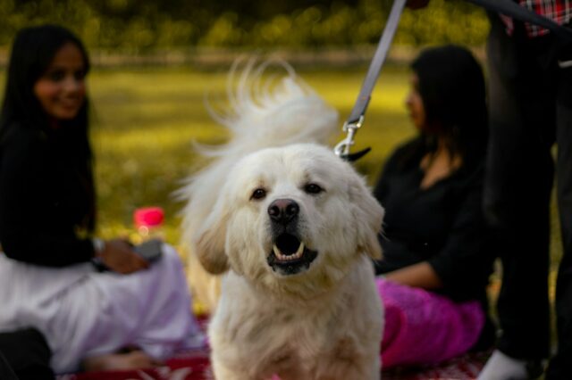 Você tem um cachorro reativo? Aqui você pode descobrir como você pode ajudá -lo

